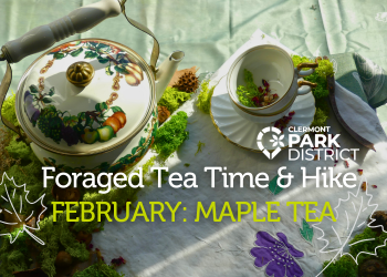 Picture of a teapot and teacup on a vintage tablecloth surrounded with moss  with text in white and green that says Foraged Tea Time & Hike February: Maple Tea